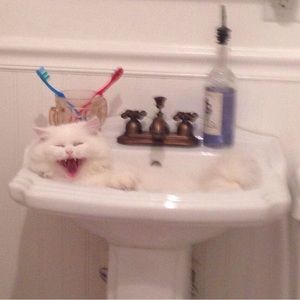 Tickle My Fancy! Fancy Felinez  and Cute Caninez need these!!!